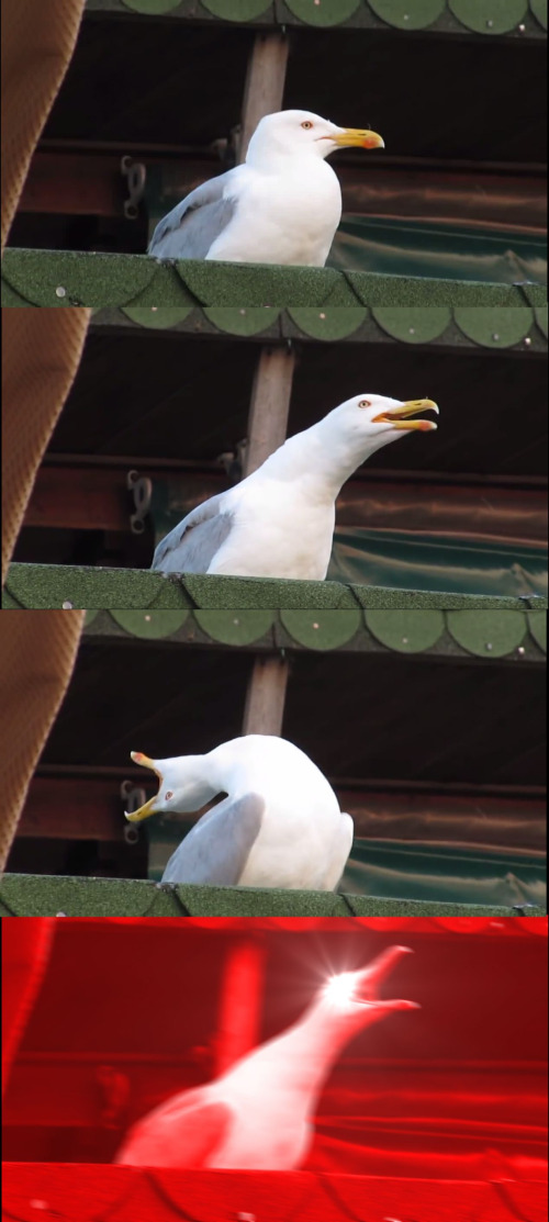 Gaviota Gritando (Inhalando)