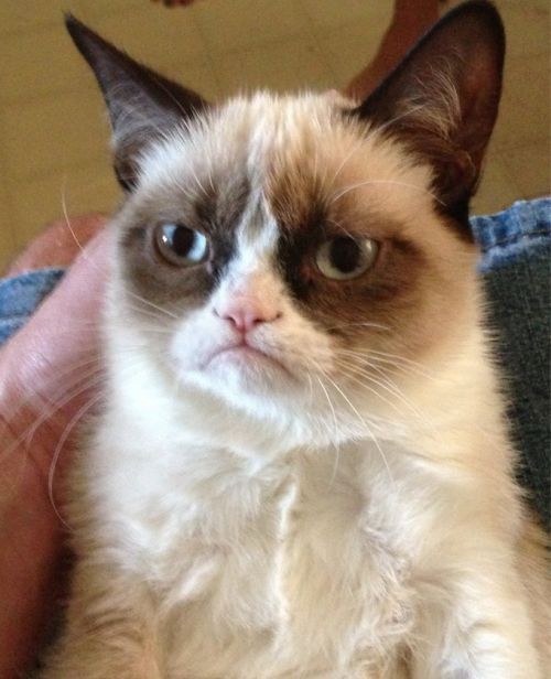 Grumpy Cat (Gato Gruñon)